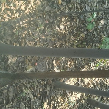 黄山栾树6~8cm4~6cm3.5~4米