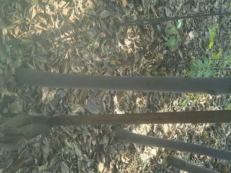 黄山栾树6~8cm4~6cm3.5~4米