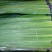 莒县蒜薹50~60厘米