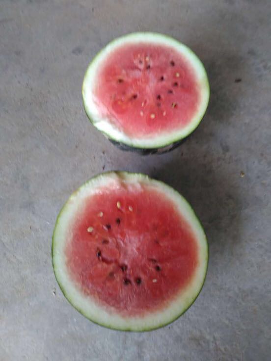 湖北襄阳市宜城市西瓜 5斤打底 9成熟 2茬批发