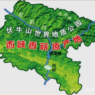 白面菇3cm以下