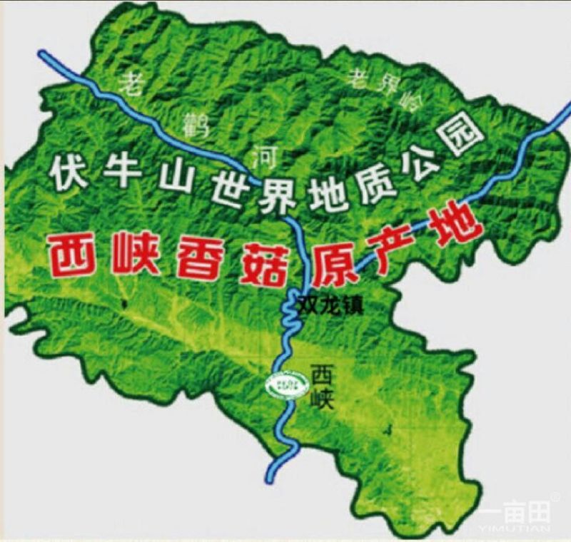 白面菇3cm以下