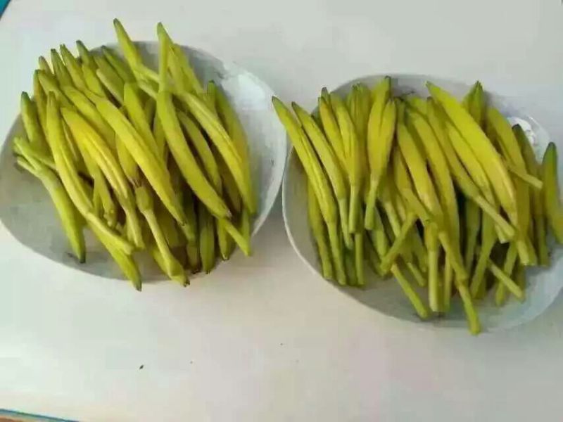 黄花菜金针菜产地直供万亩菜地大量有货，干湿同收散装一级