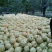 砀山梨300~350g纸加膜