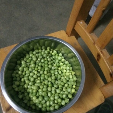 青豆中等