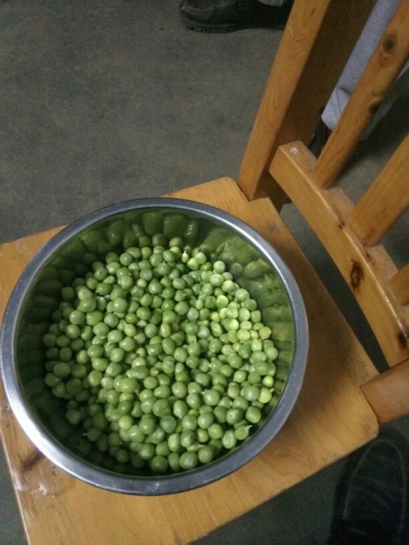 青豆中等