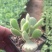 多肉植物