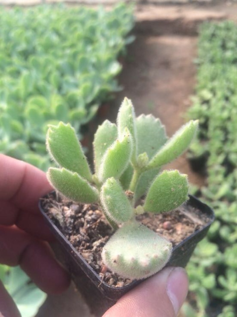 多肉植物