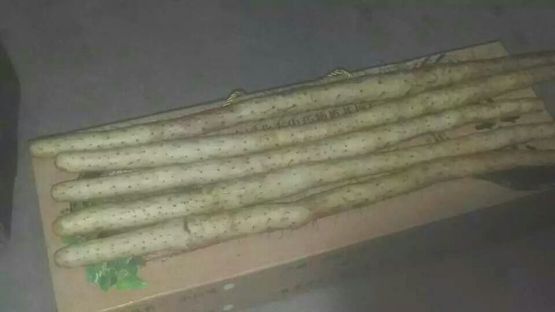 棒药麻山药，口感软糯肉质细腻，蒸煮烹炖的均可
