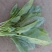 大叶菠菜25~30厘米