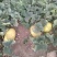 哈密瓜-西州蜜17号-86王-黄86-黄蛋-塞上明珠