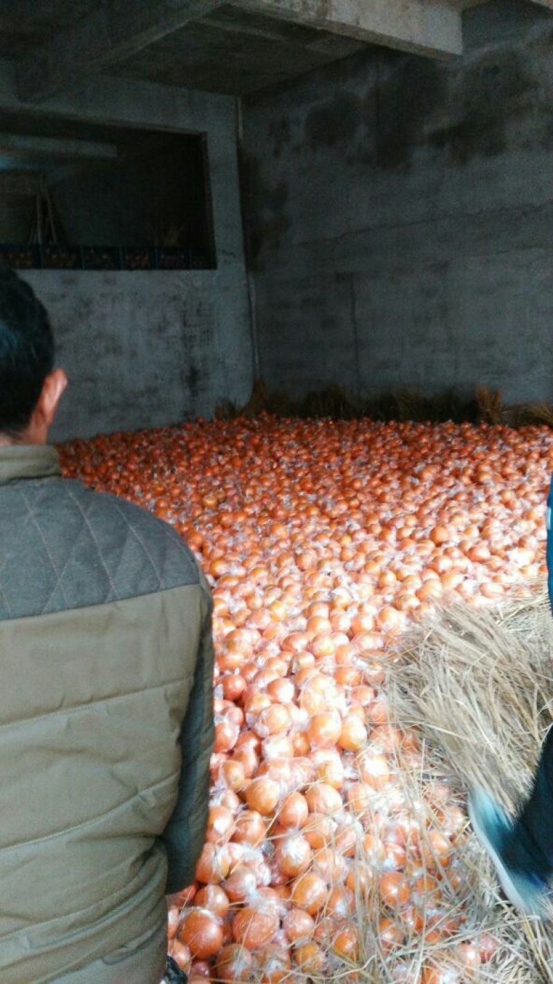 赣南脐橙
