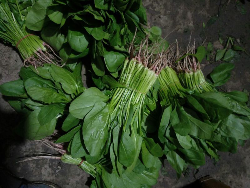 大叶菠菜15~20厘米