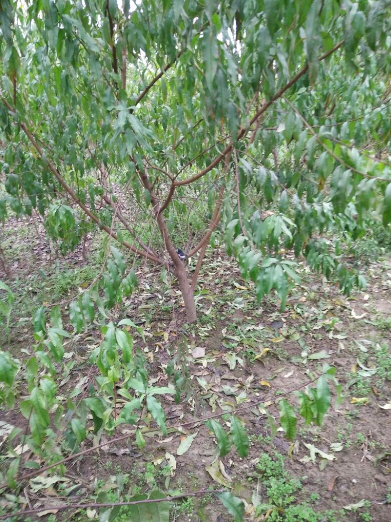 桃树苗70~80cm苗木品种齐全量大价优欢迎咨询