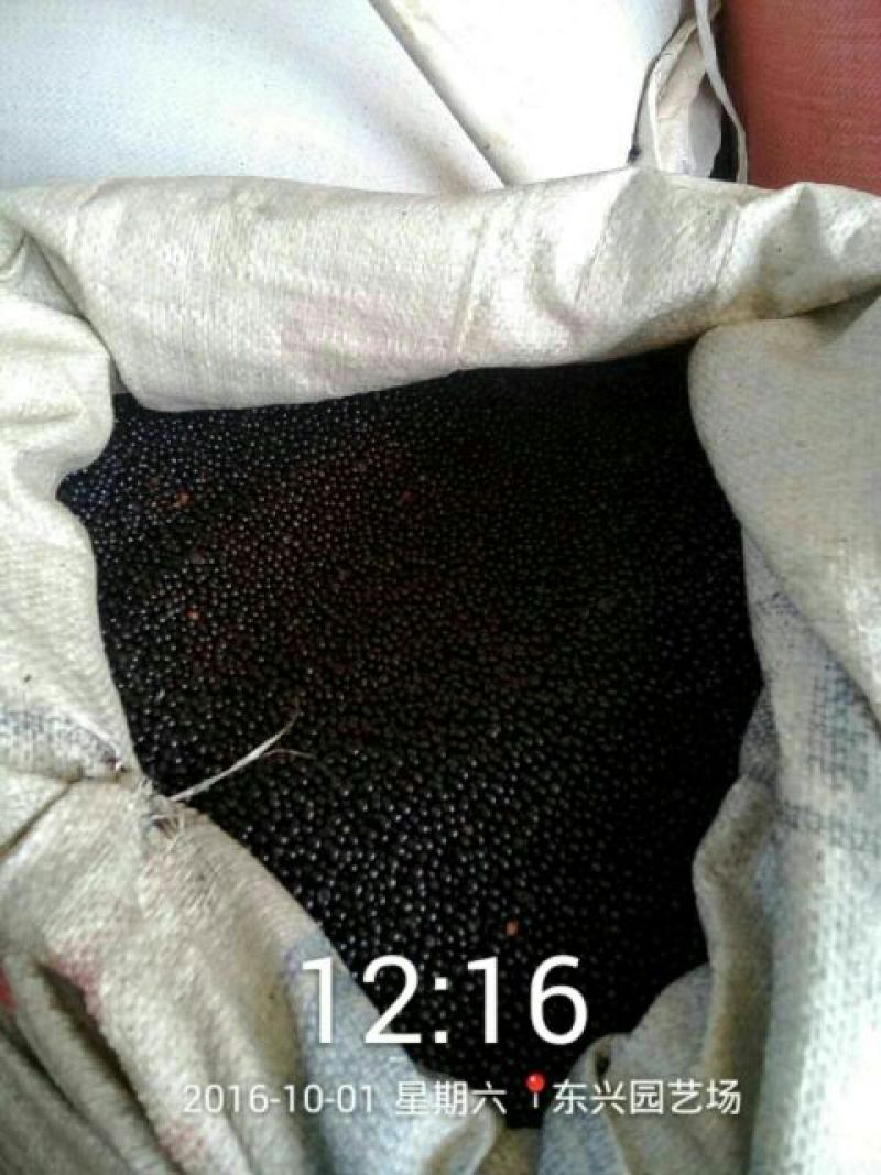 花椒种子