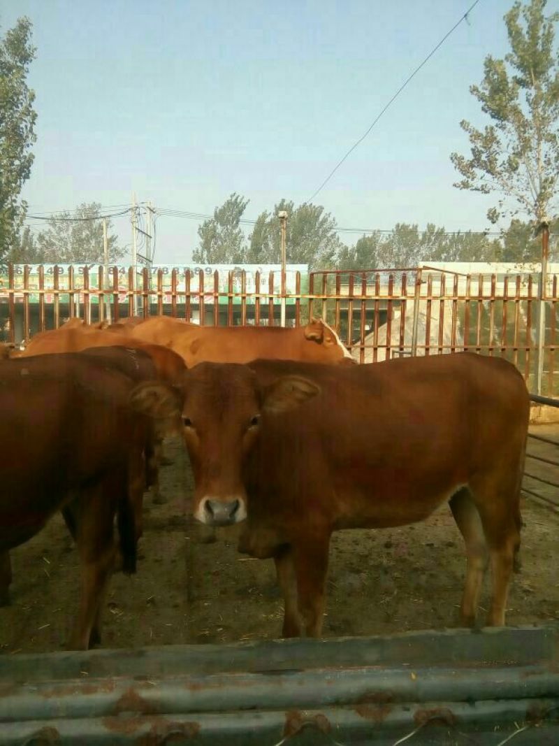利木赞牛犊100~200kg