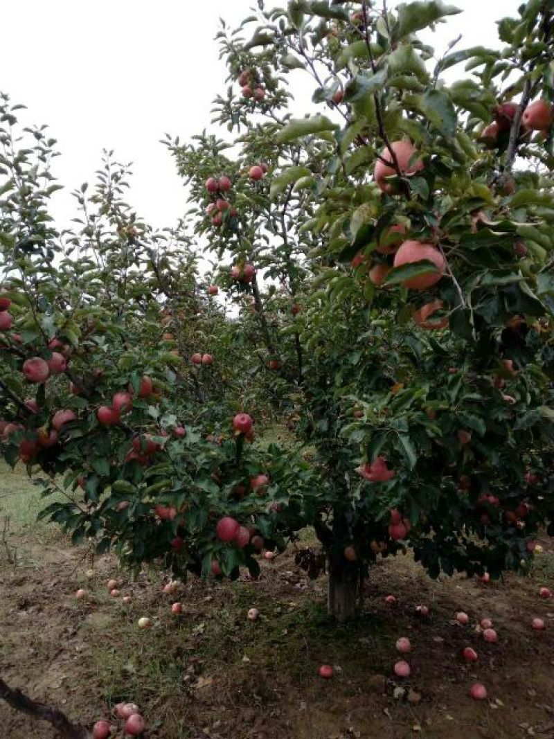 陕西秦冠苹果，光果秦冠，纸代秦冠冷库大量有贷