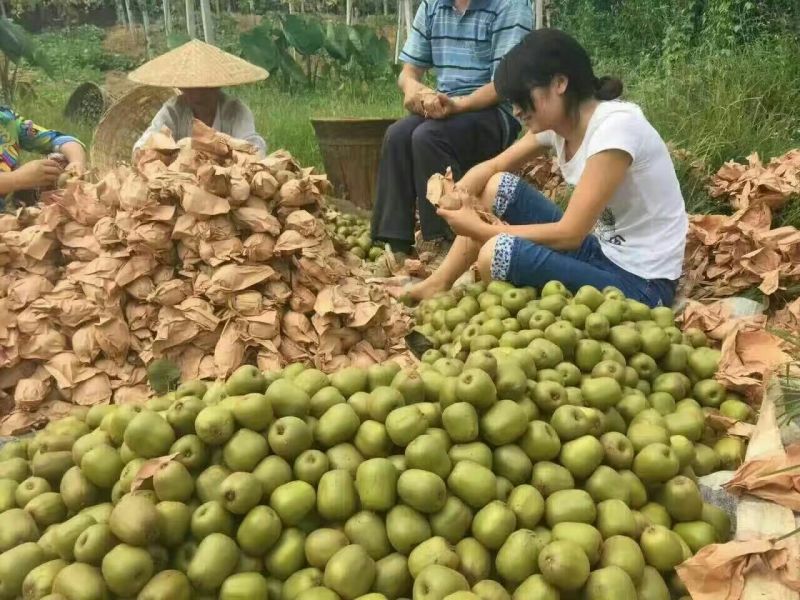 红心猕猴桃90~110克