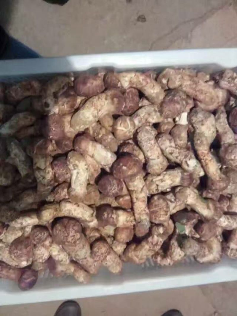 松茸特级8厘米以上