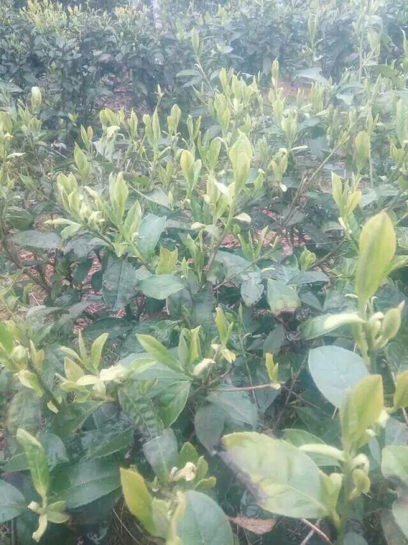古树茶特级