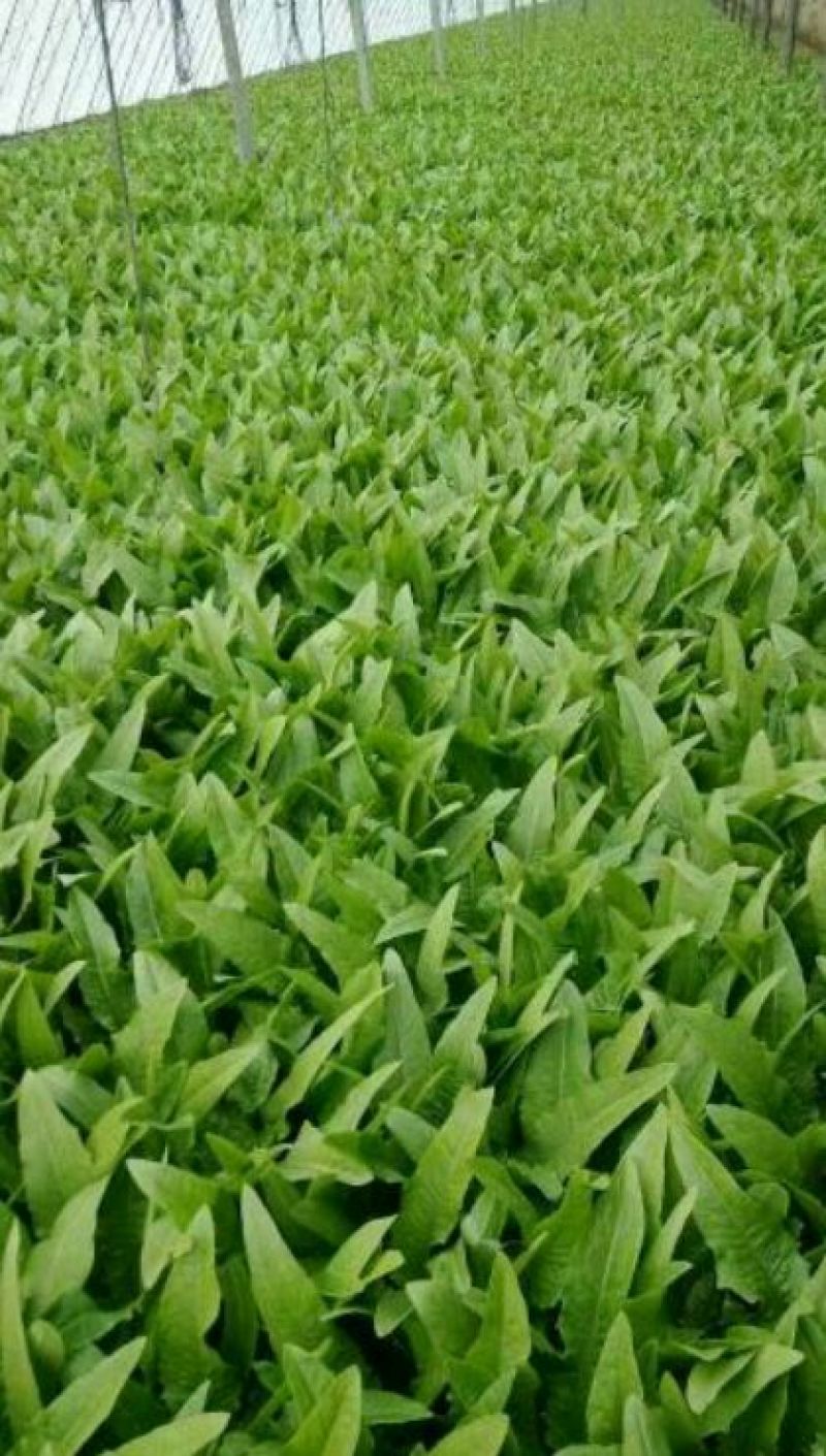 红香油麦菜30~35厘米以上