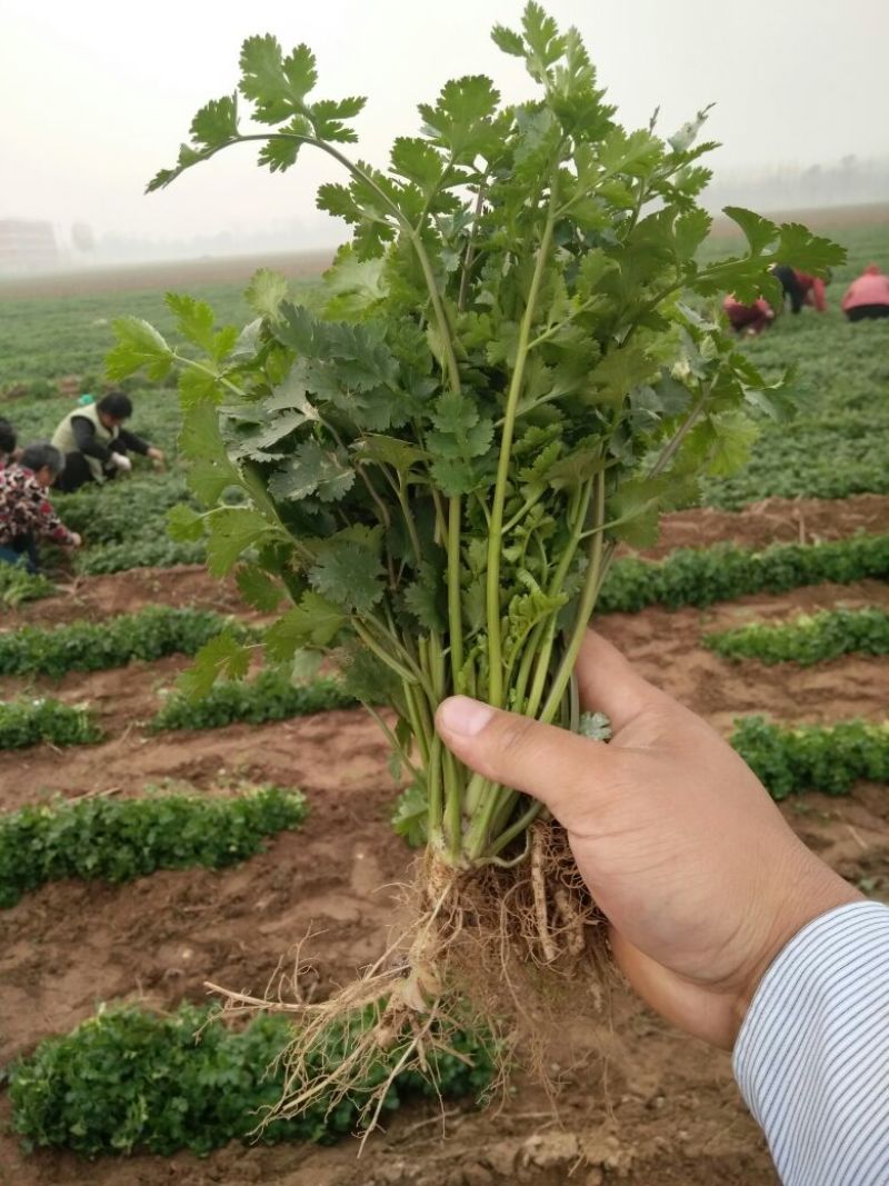 小叶香菜25~30厘米以上