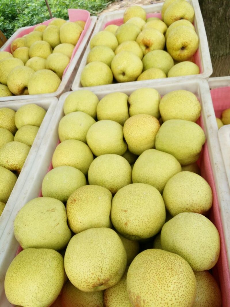 酥梨250~300g光果