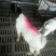 种羊80~110斤