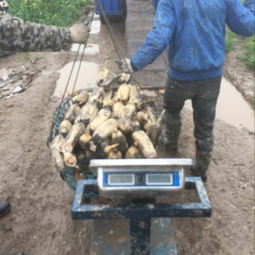 【精选】莲藕产地湖北荆州洪湖市合作社供应质量保证