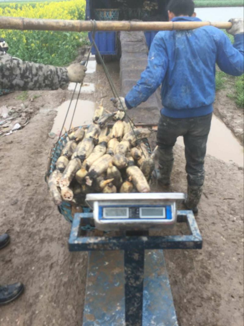 【精选】莲藕产地湖北荆州洪湖市合作社供应质量保证