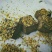 玫瑰花茶