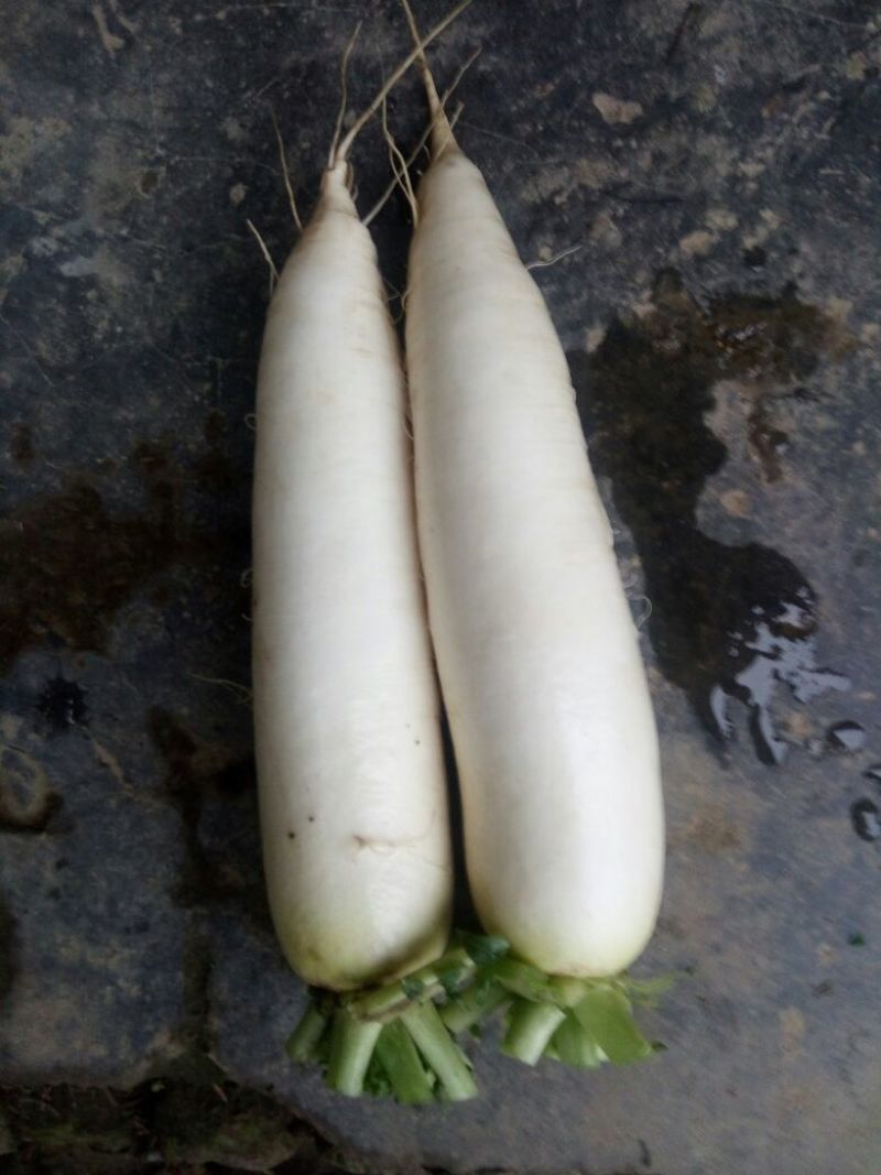 白皮白萝卜2.5~3斤起