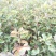早酥红梨苗50~80cm1cm以下