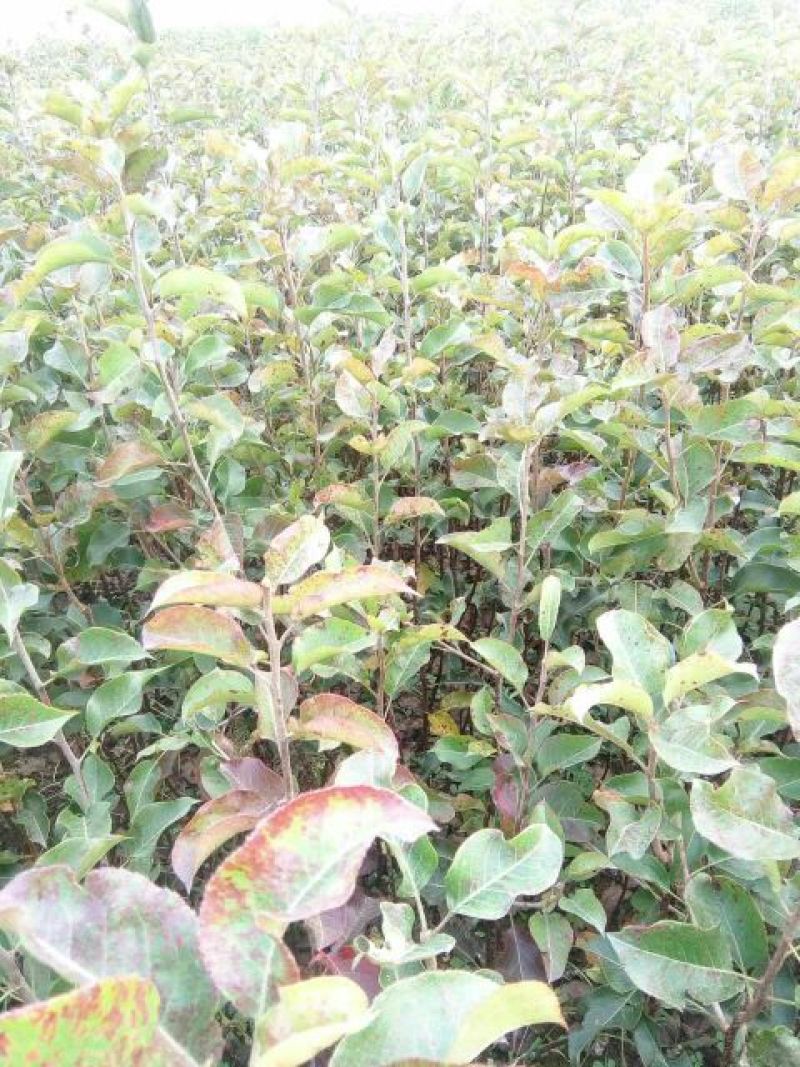 早酥红梨苗50~80cm1cm以下