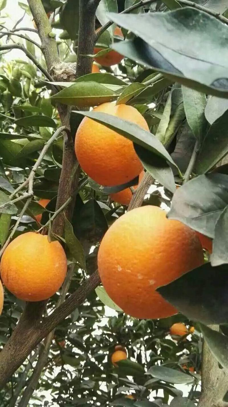 湖北长虹脐橙火红色橙子口感好汁水多供货稳定秭归果园直供