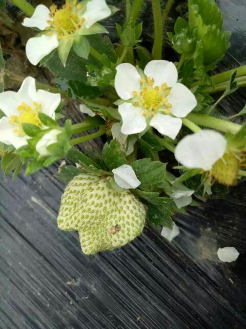 法兰蒂草莓20克以上