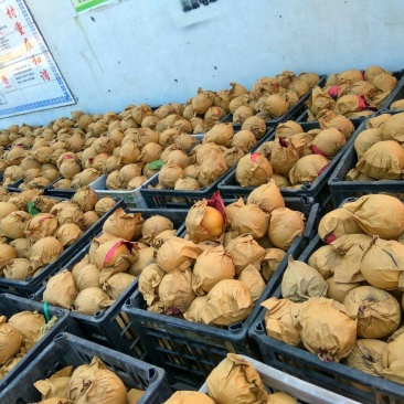 晚秋黄梨250~300g纸加膜