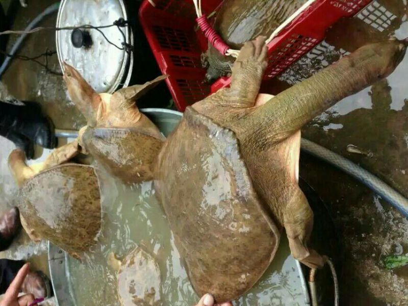 珍珠鳖
