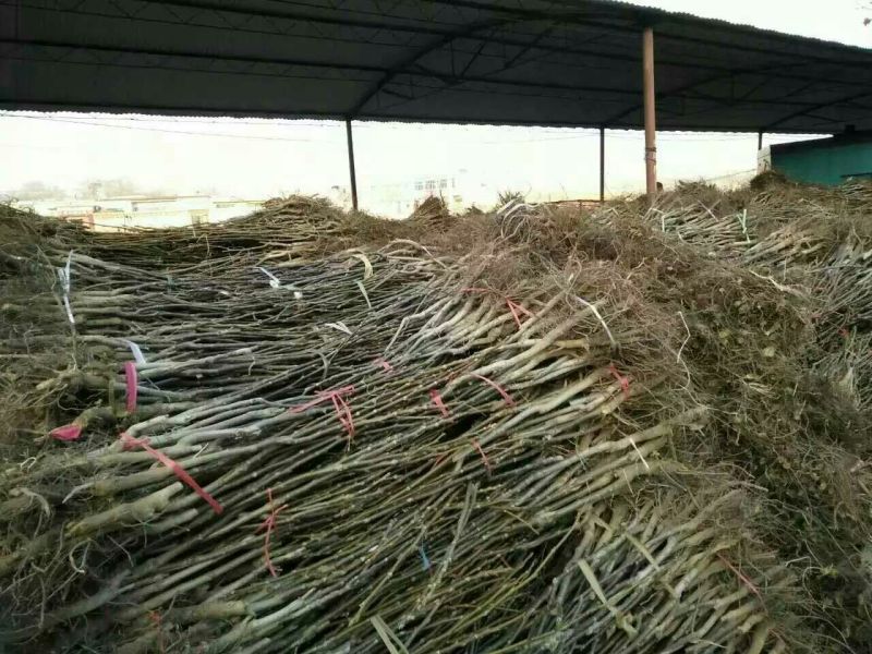 核桃苗50~100cm一年苗，薄皮核桃树苗，现挖现发