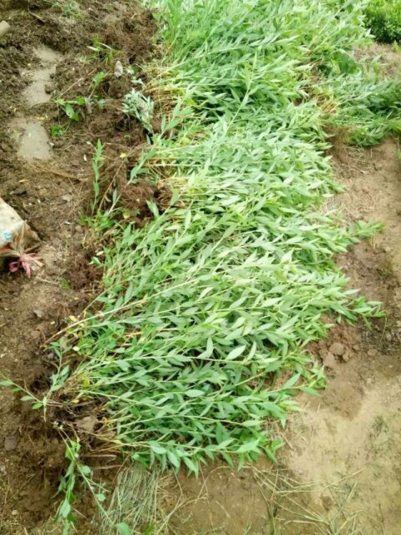 粉花绣线菊