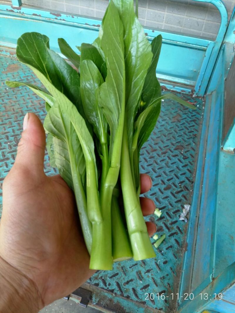 蔬菜