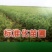 山东烟台专业批发实生桃树苗