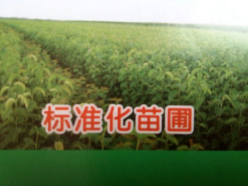 山东烟台专业批发实生桃树苗