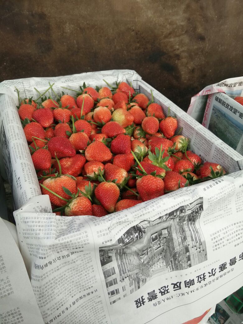 美国甜查理草莓陕西汉中城固县_批发_供应-一