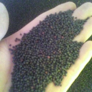油菜籽