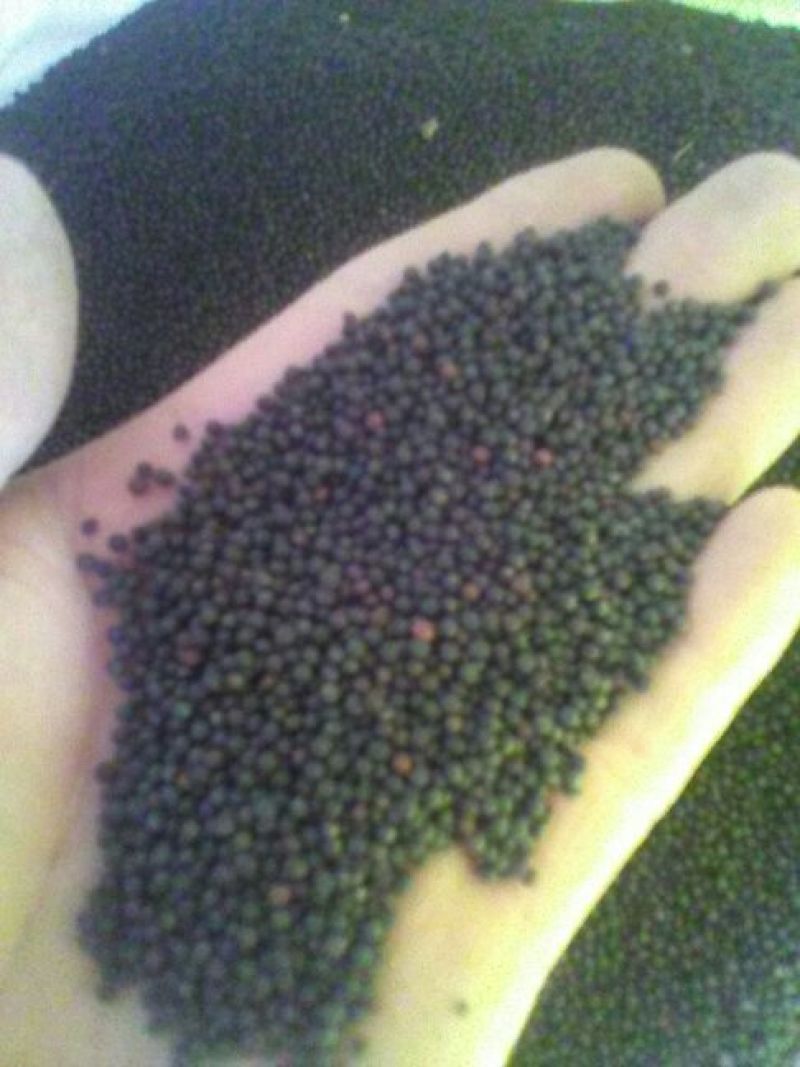 油菜籽