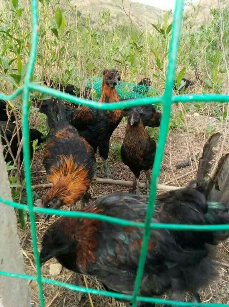 云南土鸡苗1斤以下