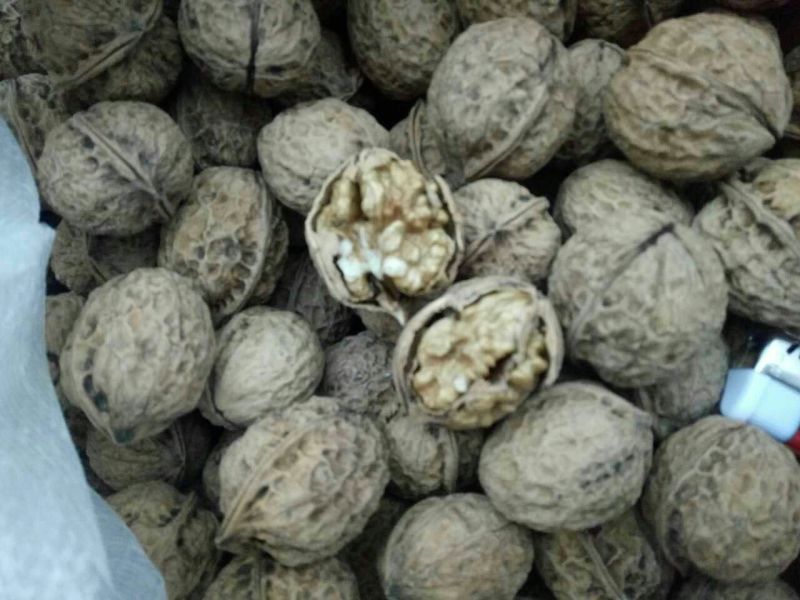 纸皮核桃25mm以下去皮干