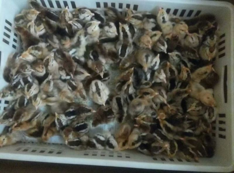 柴鸡苗1斤以下