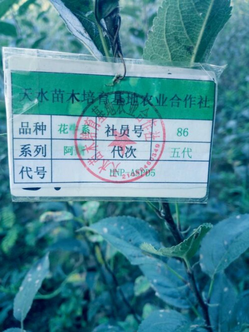 甘肃天水花牛苹果树苗天水发货